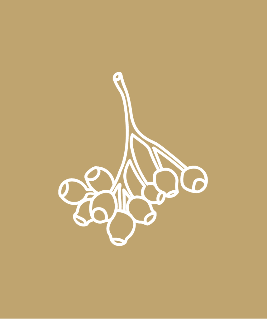 Gumnut vector image - gold