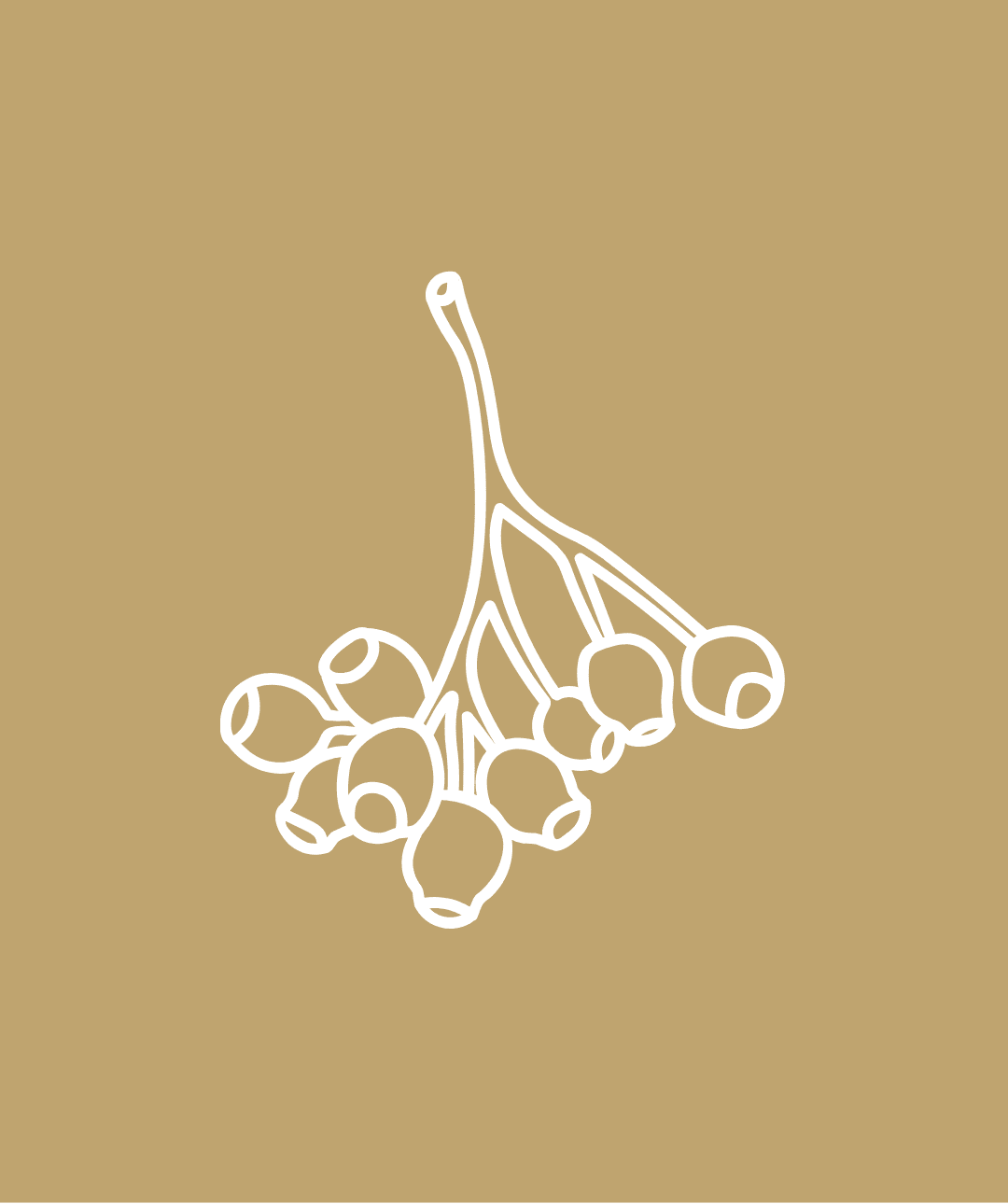 Gumnut vector image - gold