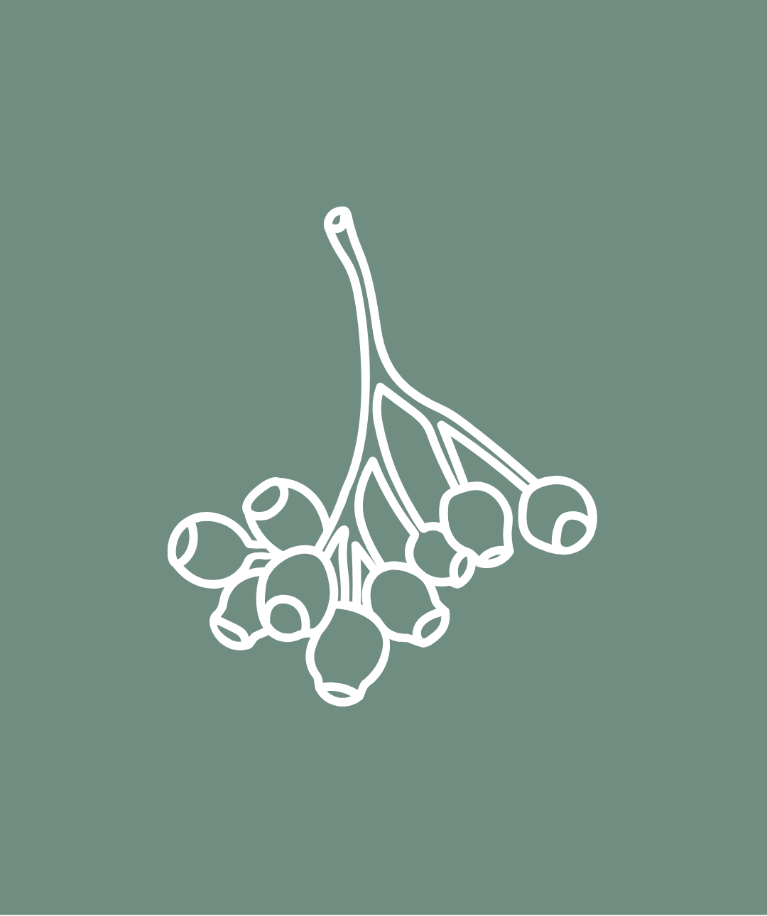 Gumnut vector image - green