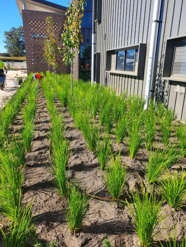 Commercial Landscaping and Planting Blue Mountains