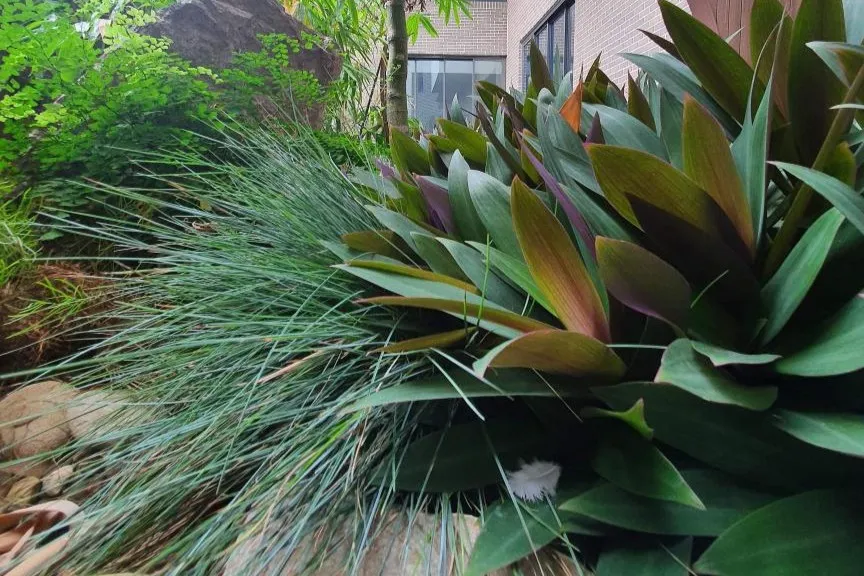 Sustainable Landscaper Leura